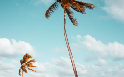 Viviendo como las palmeras. Una mirada profunda y comprensiva a la RESILIENCIA.