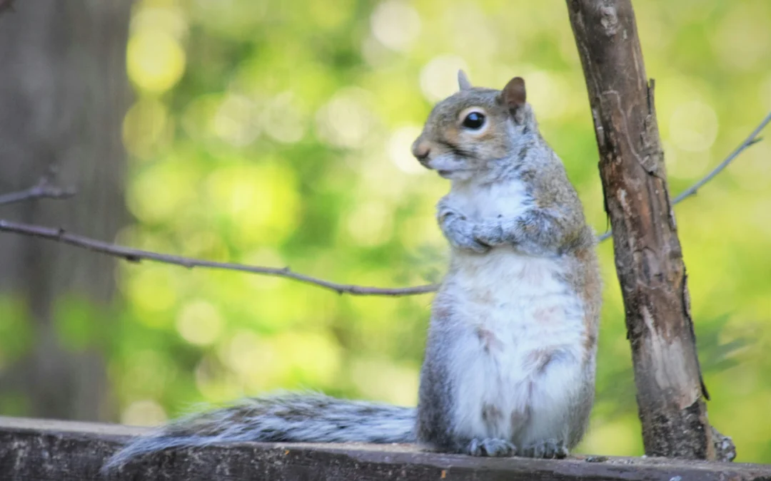 El oficio de SOSTENER