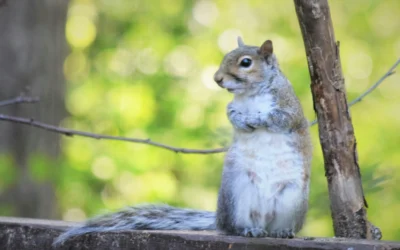El oficio de SOSTENER
